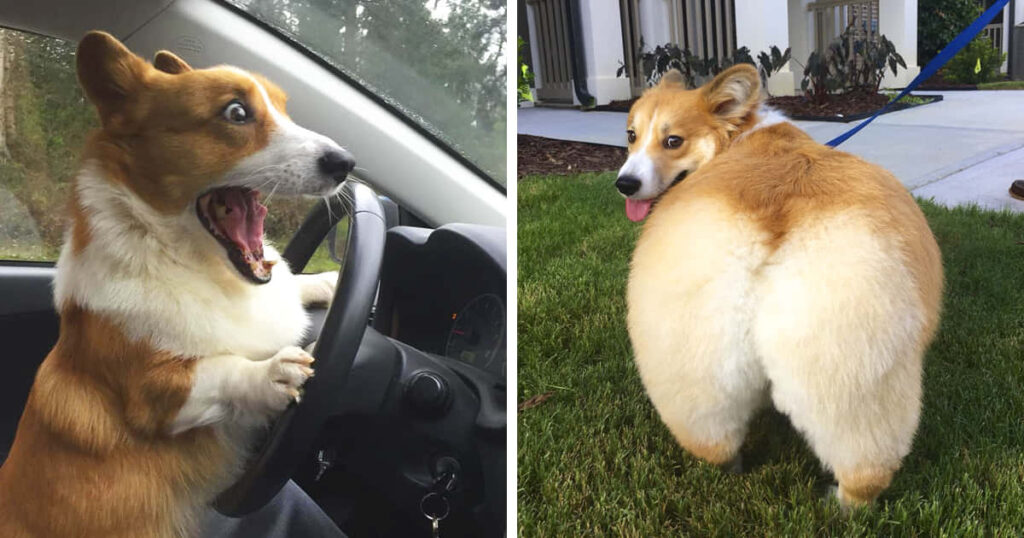 Funny Corgi Collage Wallpaper: Playful Pup in Hilarious Scenes