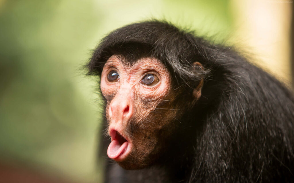 Funny Monkey Wallpaper: Cute Surprised Expression for Your Screen
