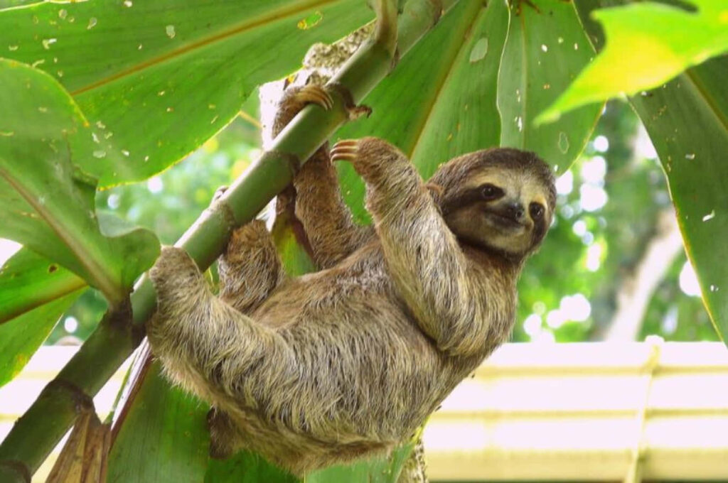Whimsical Sloth Wallpaper: Cute & Funny in Lush Rainforest