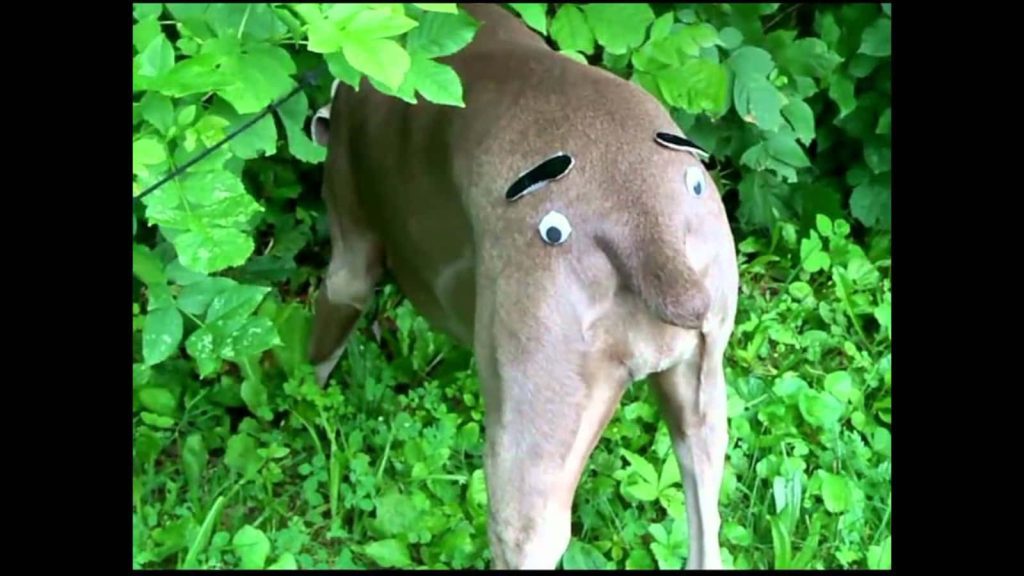 Funny dog wallpaper with googly eyes on hindquarters in green foliage for desktop background