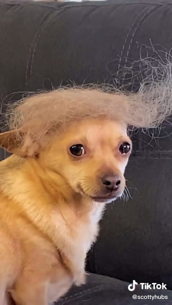 Whimsical Dog Wallpaper: Cute Canine with Comical Hairdo