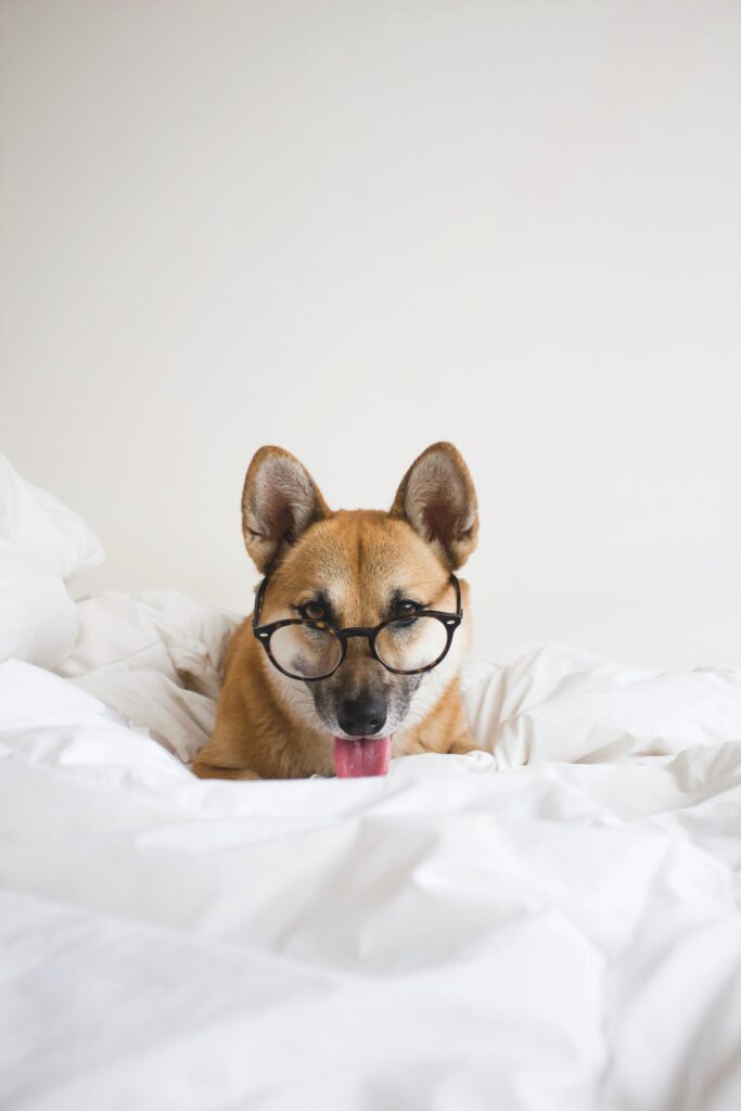 Funny Dog in Glasses Sticking Out Tongue - Whimsical Wallpaper