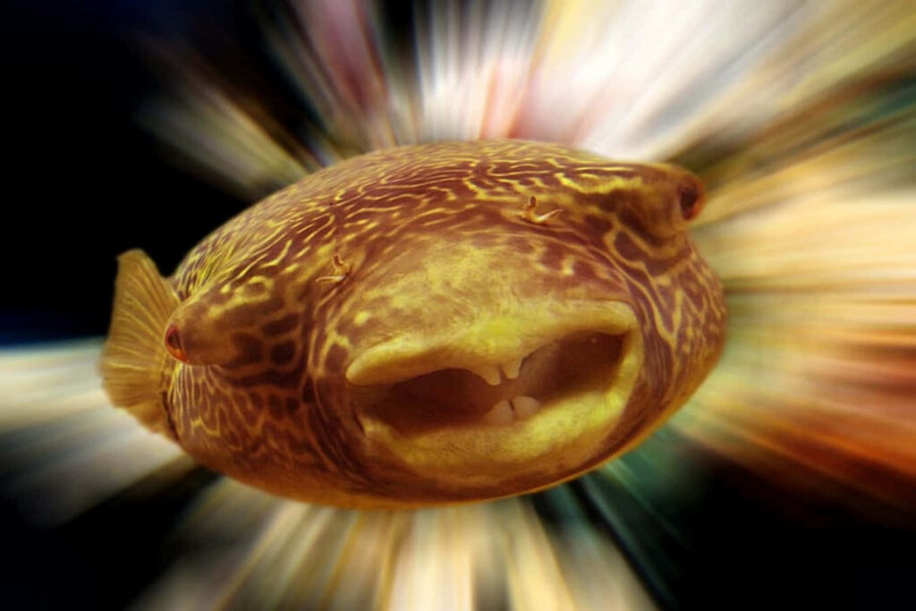 Dynamic Blur: Playful Fish Wallpaper for Energetic Backgrounds