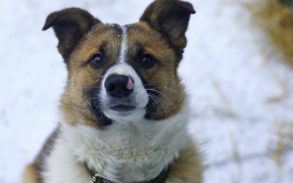Funny Fluffy Dog Portrait in Snowy Background - Adorable Wallpaper