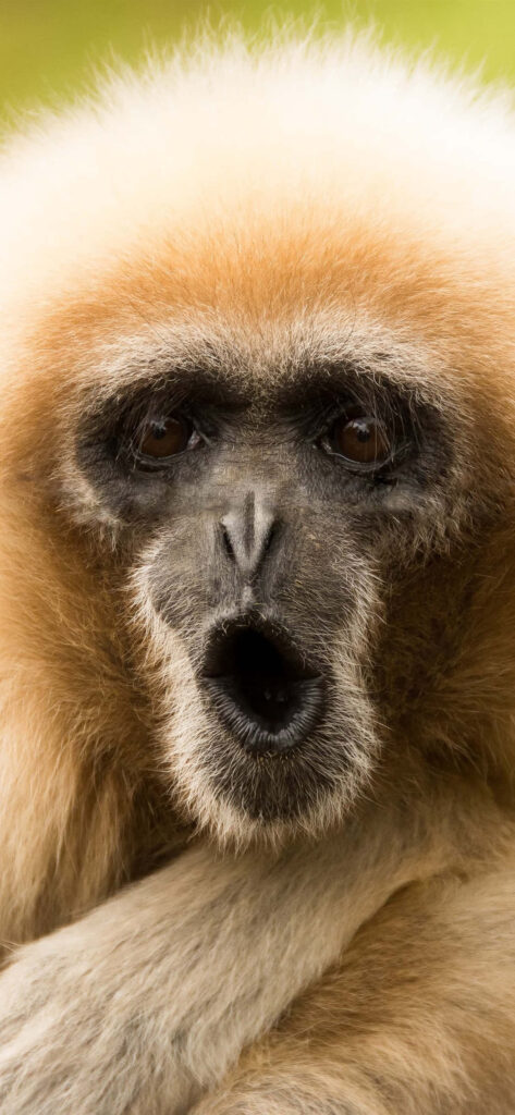 Humorous Gibbon Close-Up Wallpaper: Fluffy Fur & Nature Background