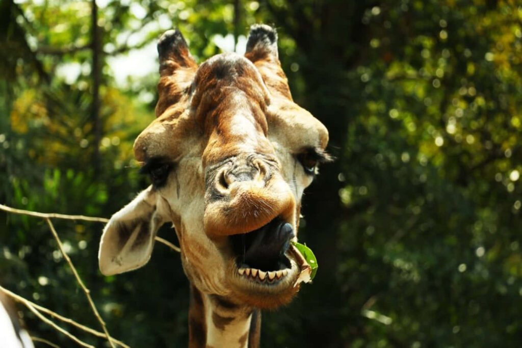 Funny Giraffe Wallpaper: Whimsical Greenery Background