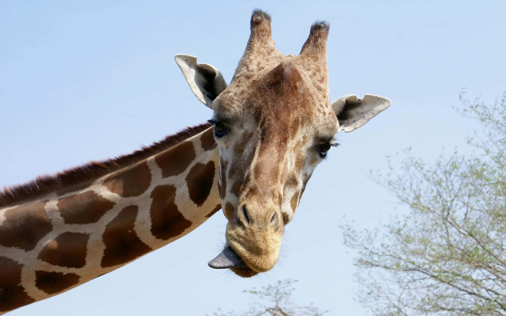 Playful Giraffe with Snack Against Blue Sky - Fun Wallpaper Background