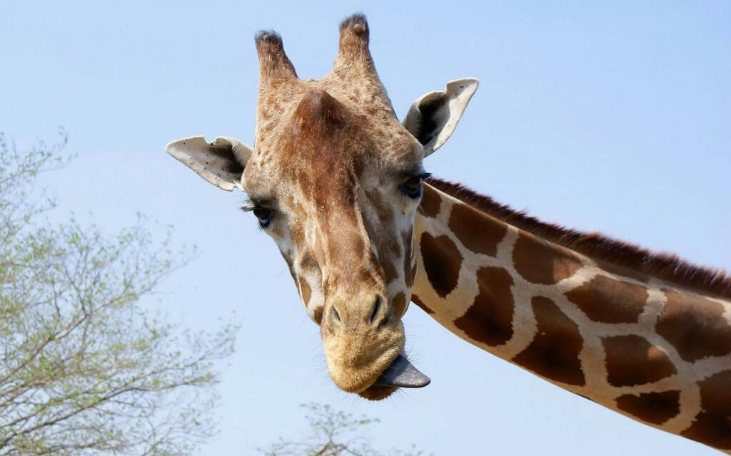 Funny Giraffe Wallpaper: Whimsical Background for Playful Spaces