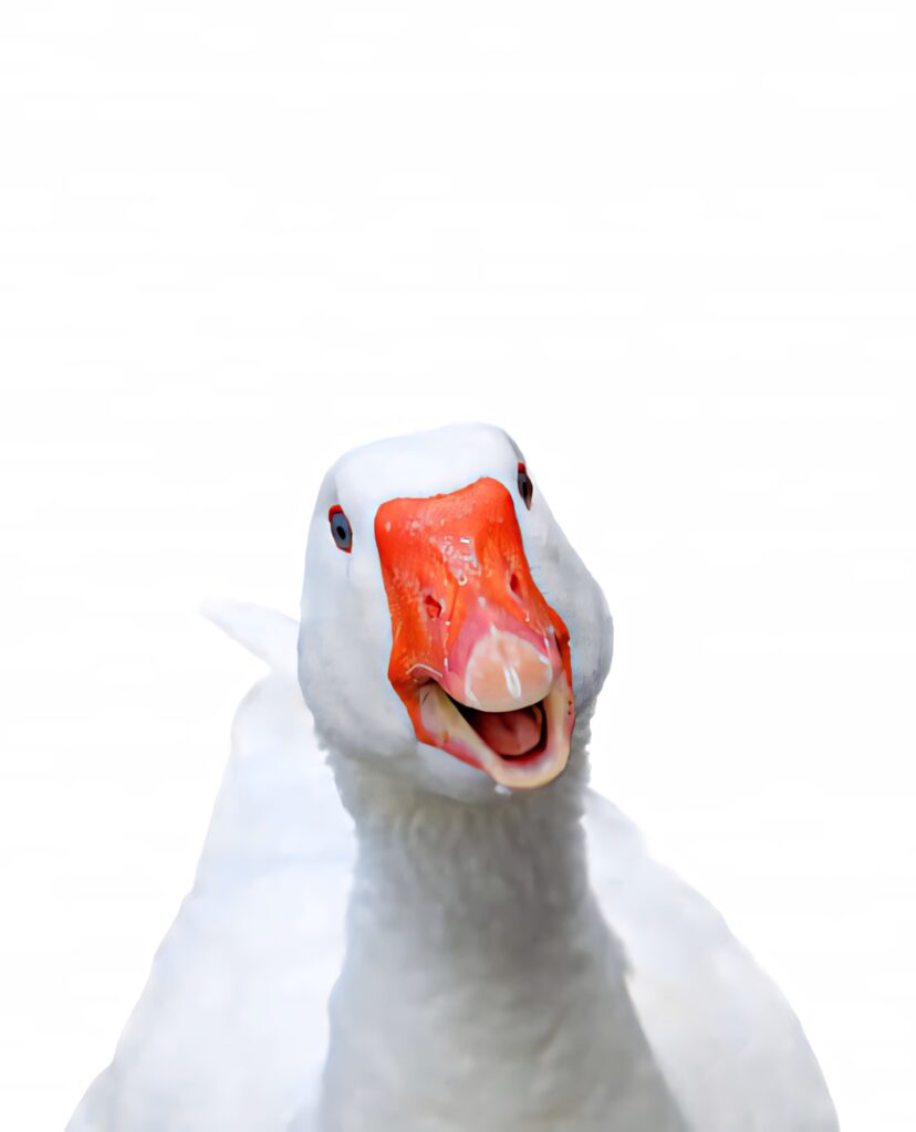Playful Goose Laughing Wallpaper: Lighthearted Decor for Any Space
