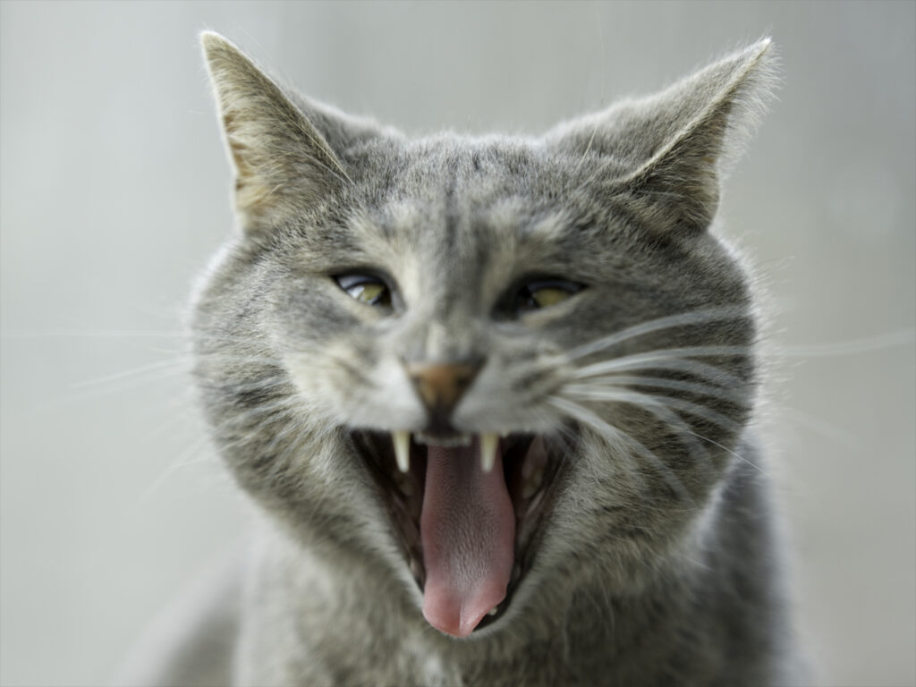 Hilarious Gray Cat Close-Up Wallpaper: Mock Aggression & Playful Fun
