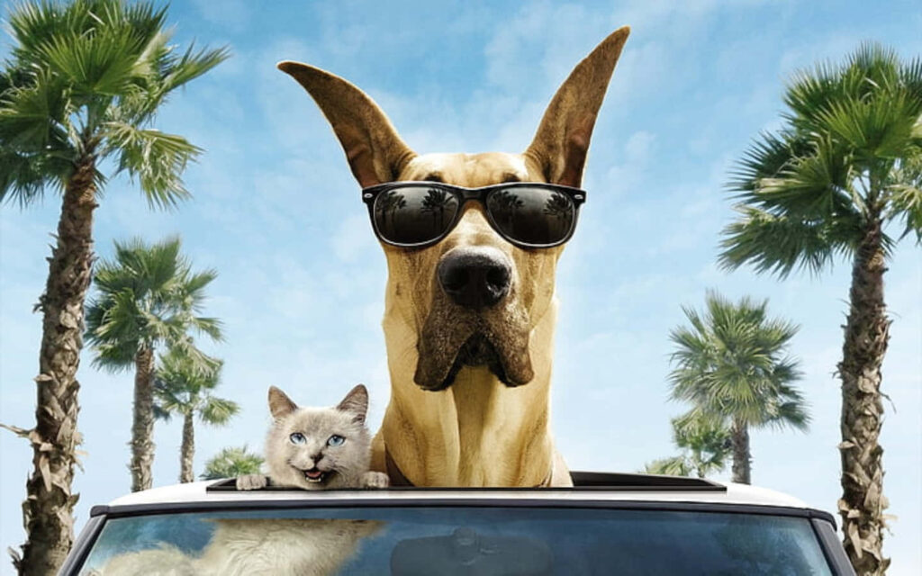 Funny Great Dane in Sunglasses & Cat's Sunny Drive Wallpaper