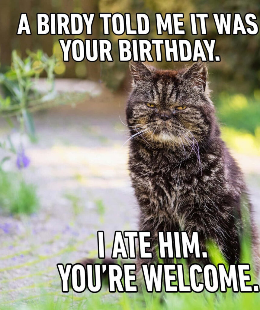 Grumpy cat birthday meme with bold white text outdoors in soft natural light green background Wallpaper