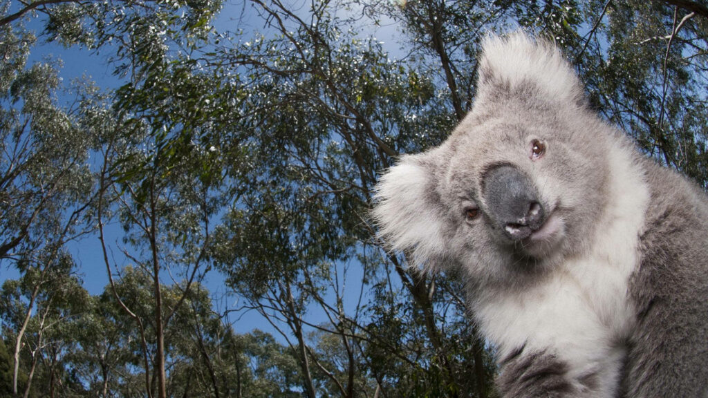 Whimsical Koala Wallpaper: Playful Scene with Lush Green Foliage