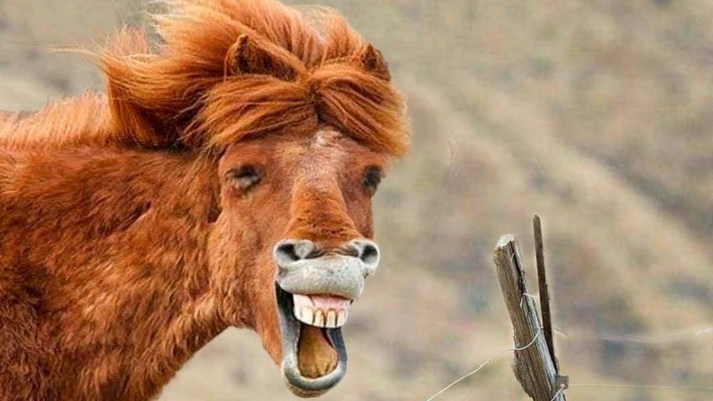 Funny horse with windblown mane laughing close-up natural landscape high-resolution wallpaper