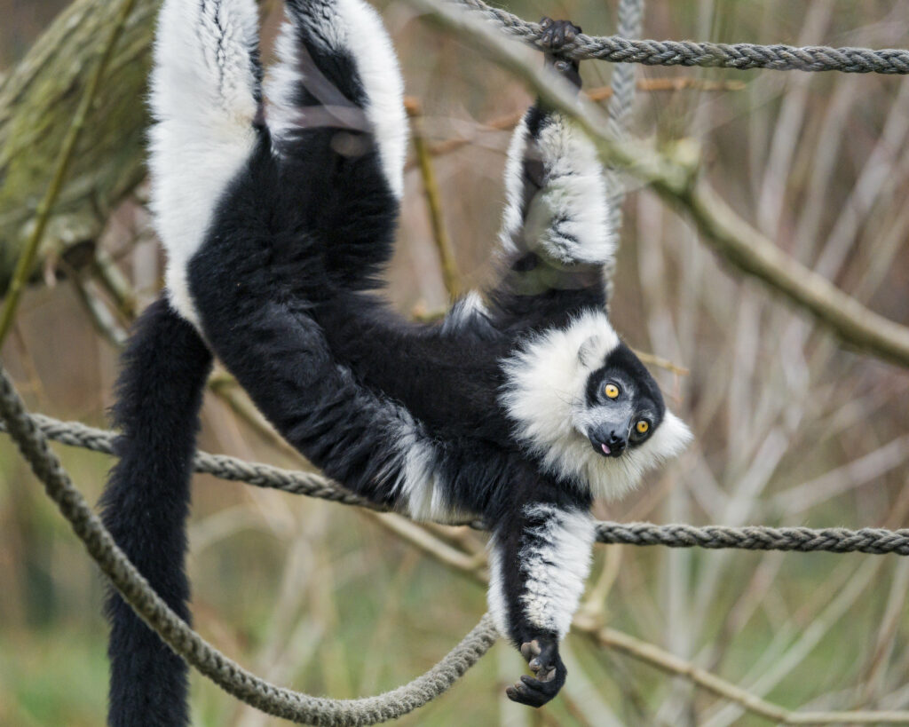 Funny Lemur Wallpaper: Playful with Tongue Out & Charming Eyes!