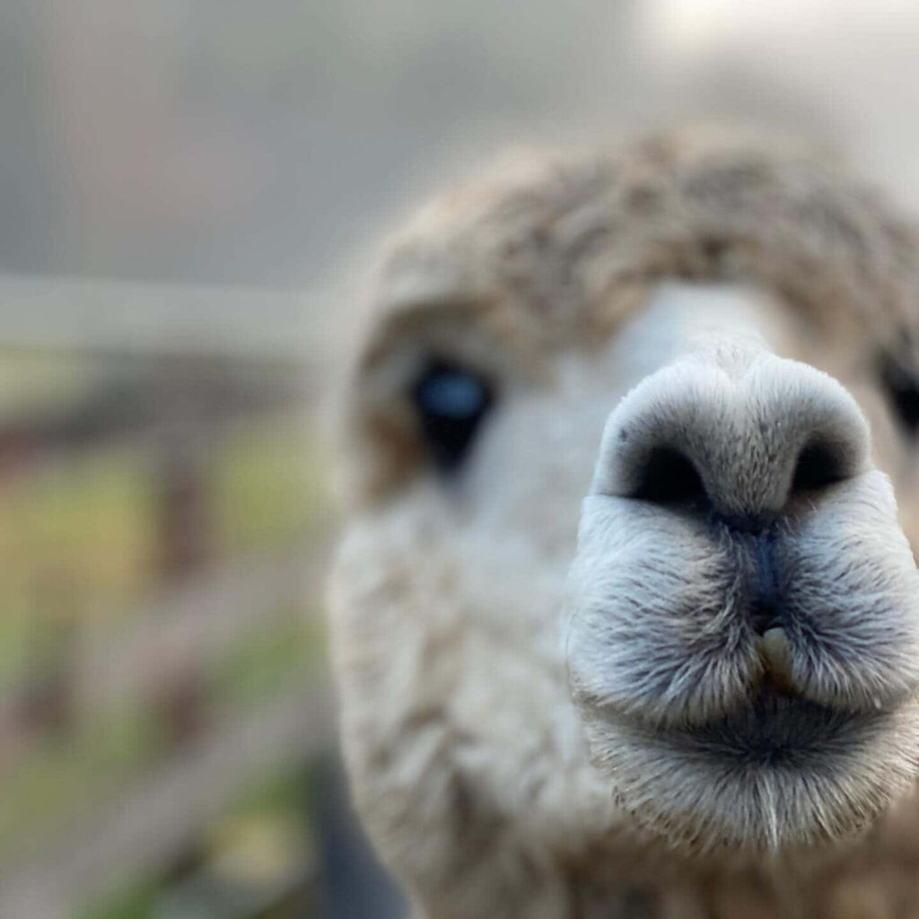 Charming Llama Close-Up Wallpaper with Bokeh Background