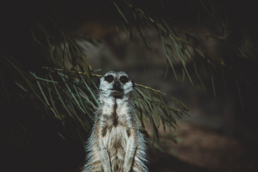 Whimsical Upright Meerkat Wallpaper in Dark Natural Setting