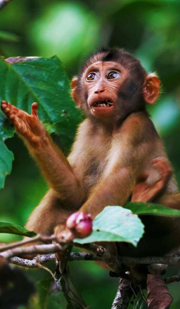 Funny Monkey Wallpaper: Cheerful Monkey in Green Leaves Background