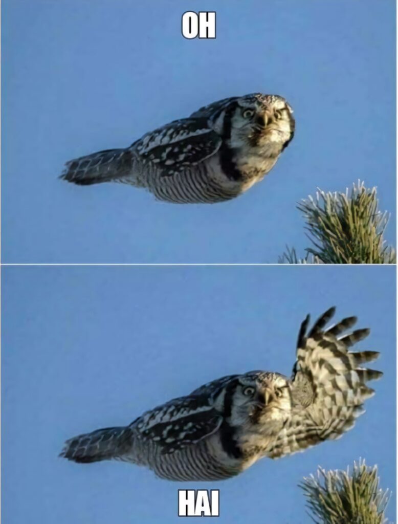 Funny Owl Meme Wallpaper: OH HAI Two-Panel Design for Your Background