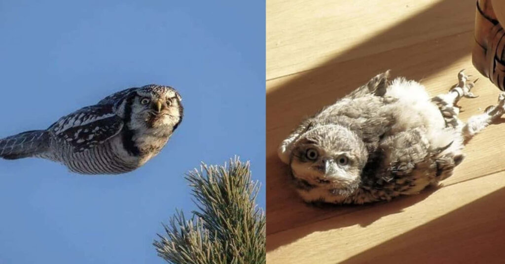 Amusing Owl Split-Screen Wallpaper: Flight vs. Relaxation Background