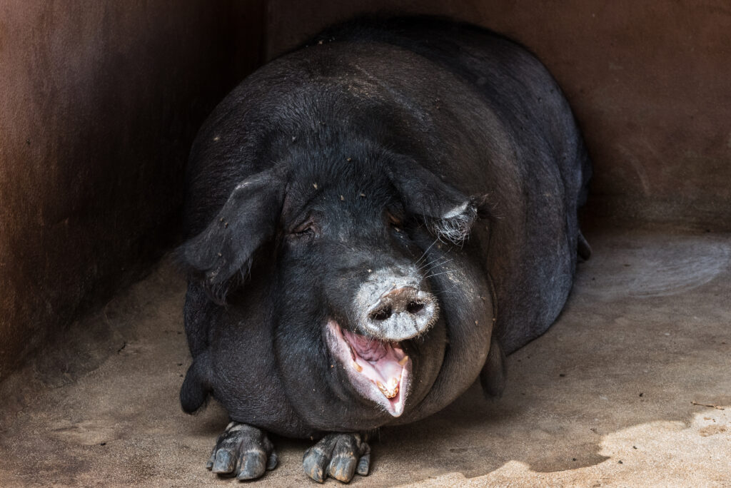 Charming High-Res Pig Wallpaper: Funny & Adorable Animal Art