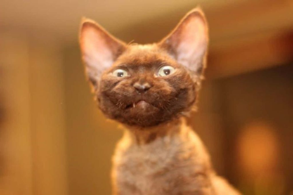 Close-up of a quirky curly Devon Rex cat with oversized ears and funny expression wallpaper background