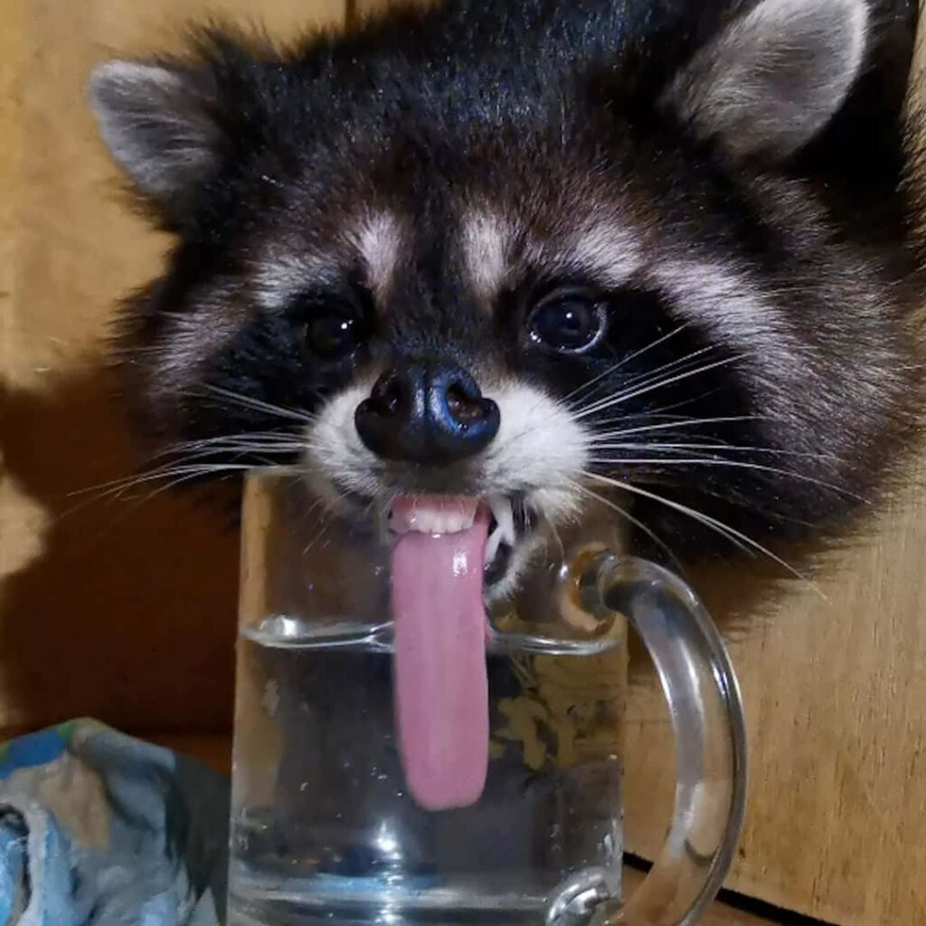 Playful Raccoon Drinking Water - Funny Wallpaper Background