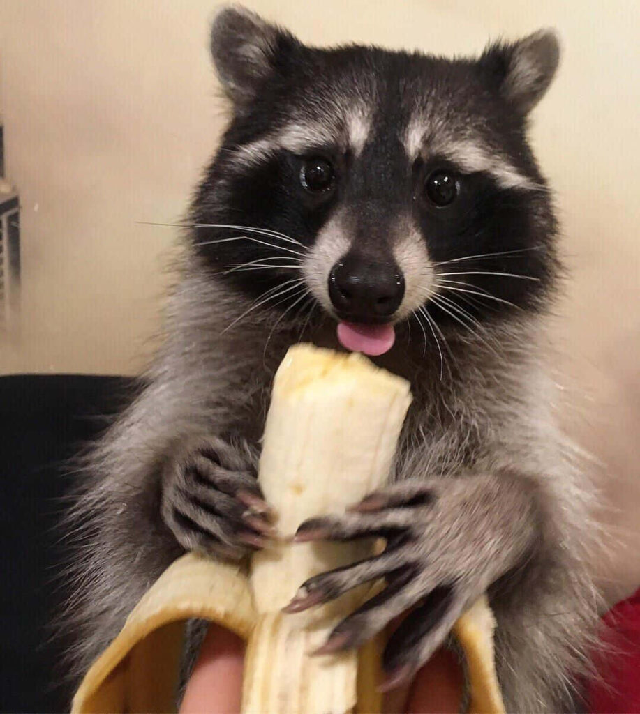 Funny Raccoon Sticks Tongue Out Enjoying Banana Against Cute Background Wallpaper