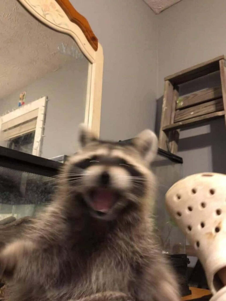 Playful Raccoon Wallpaper: Hilarious Shocked Expression