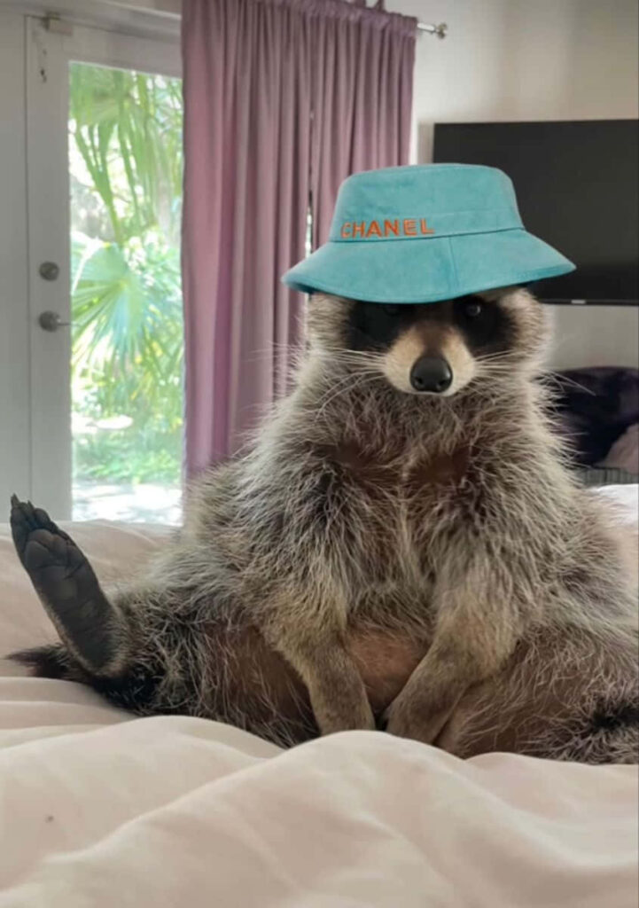 Funny Raccoon in Blue Chanel Hat - Playful Wallpaper Background