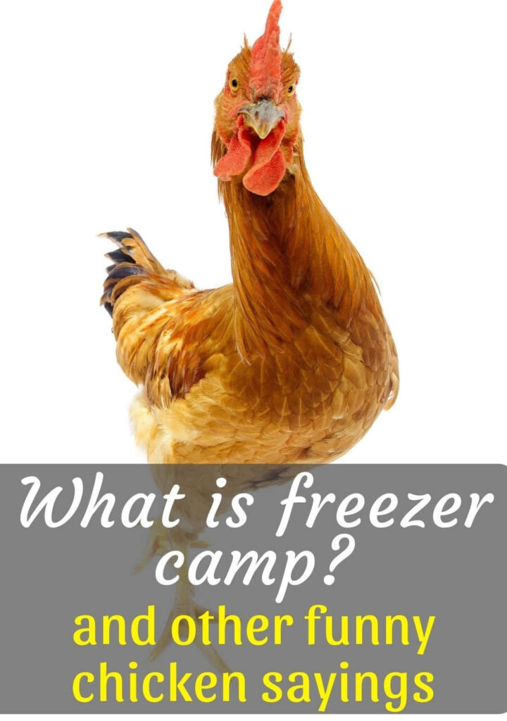Hilarious Rooster Wallpaper: What is Freezer Camp? Funny Chicken Sayings