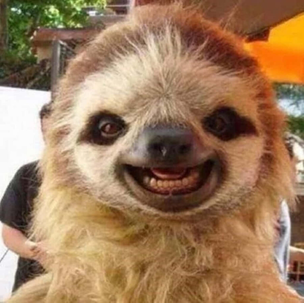 Playful Sloth Smiling Selfie Wallpaper - Humorous Background Image