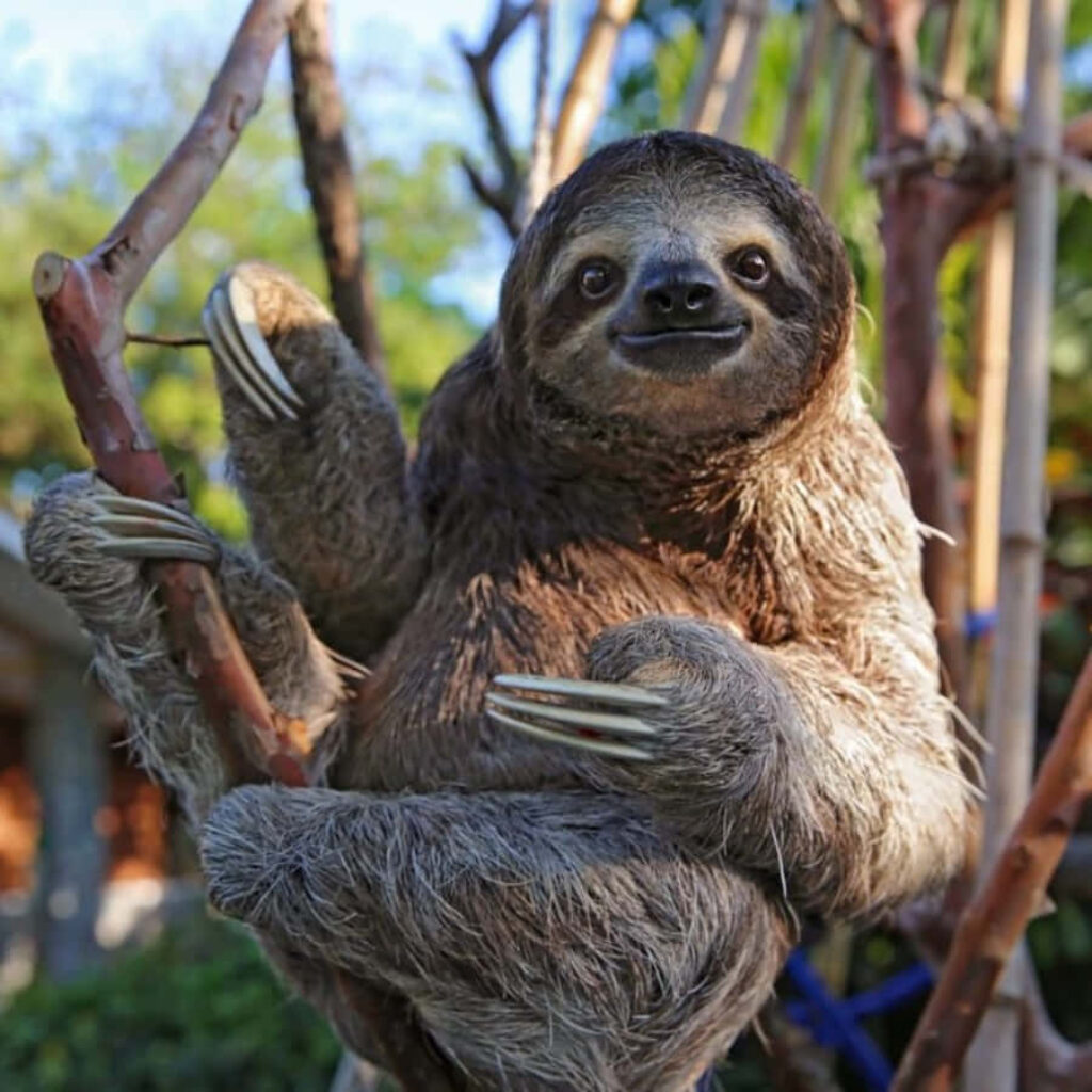 Funny Sloth Wallpaper: Chill Vibe & Whimsical Tree Background