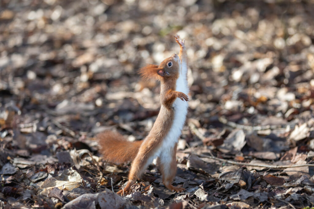 Funny Squirrel in Leaves: A Charming High-Resolution Wallpaper