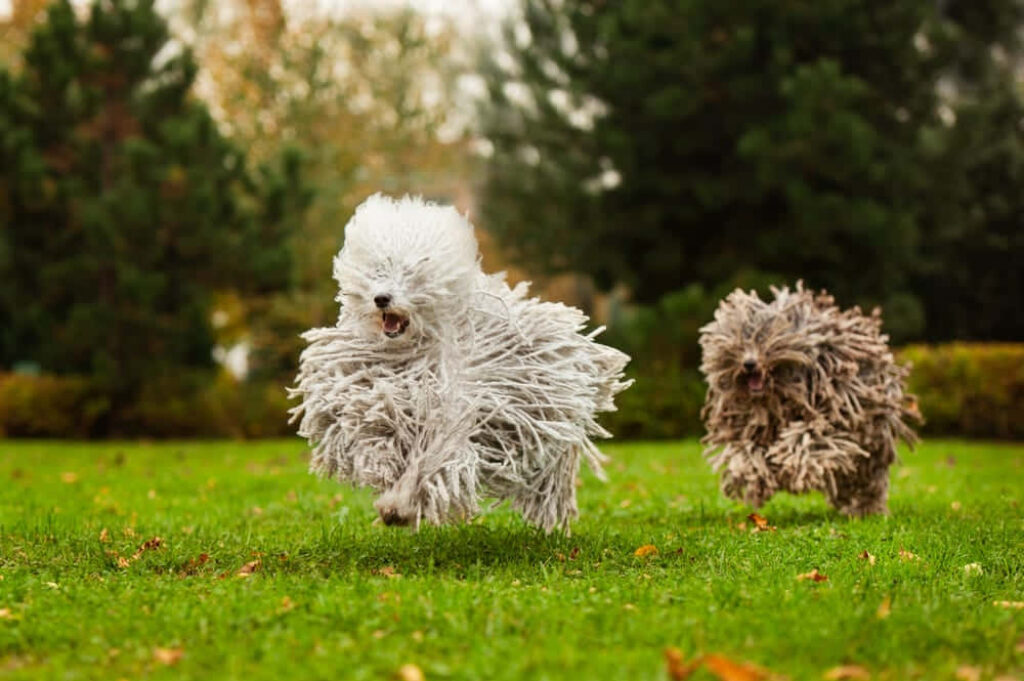 Playful Puli Dogs Sprinting Amidst Vibrant Autumn Field Wallpaper