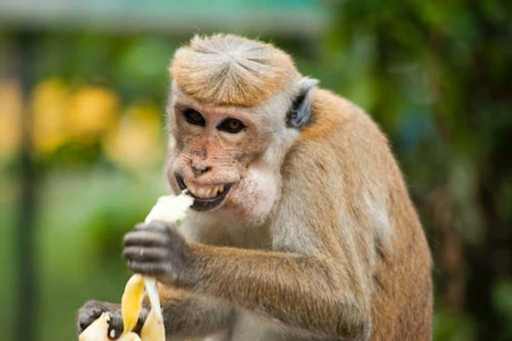 Toque Macaque monkey smiling with bowl-cut hair eating banana green bokeh wallpaper