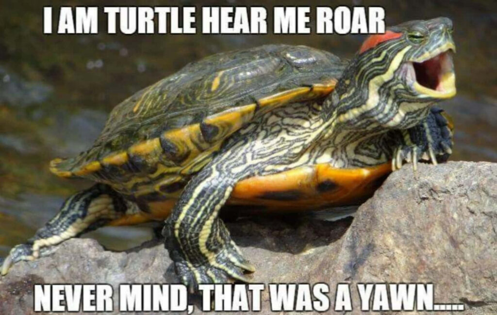 Funny Turtle Meme Wallpaper: 'I Am Turtle, Hear Me Yawn!'