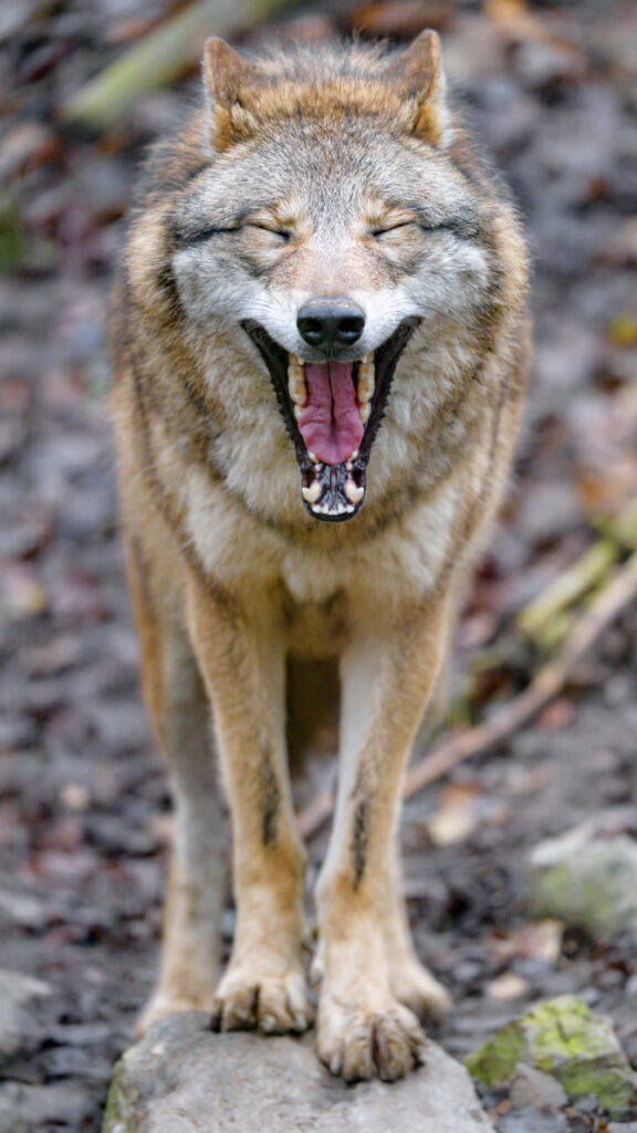 Funny Wolf Yawning Wallpaper - High-Res Animal Humor Background