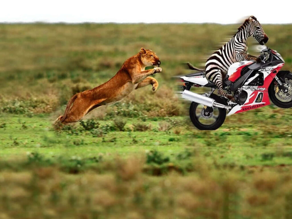 Zebra on Motorcycle: Funny Chase with Lioness Wallpaper