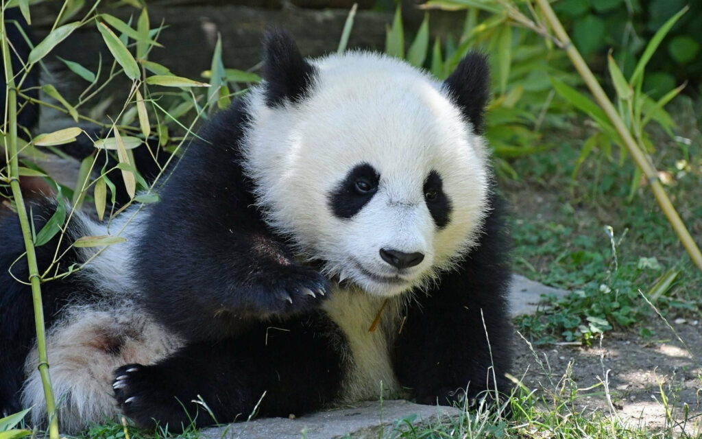 Pawsitively Adorable: A Playful Snapshot of Funny Zoo Pandas Wallpaper