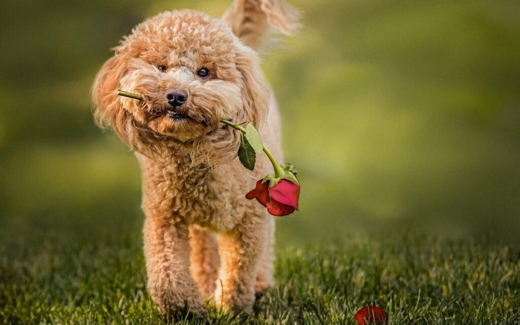 Curly-haired Cuties: Toy Poodle and Labradoodle Puppies with Roses in HD Wallpaper