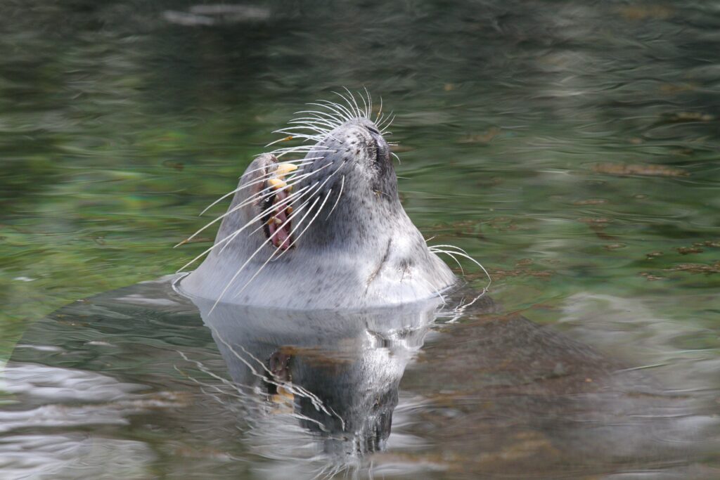 Stunning Fur Seal Wallpaper: Tranquil Water & Whiskers Focus