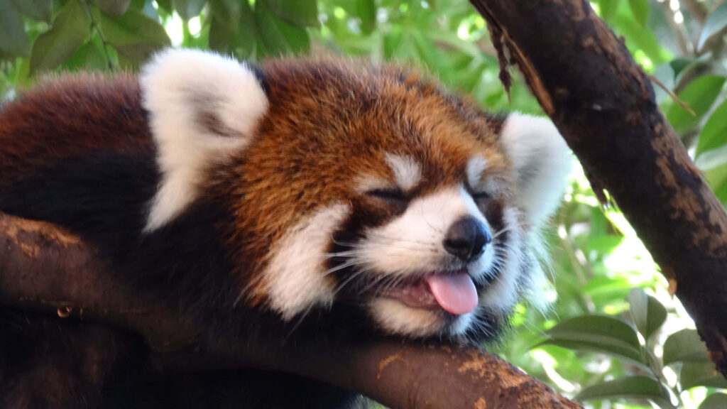 Enchanting Encounter: A Delightful Portrait of the Adorable Red Panda in its Natural Habitat Wallpaper