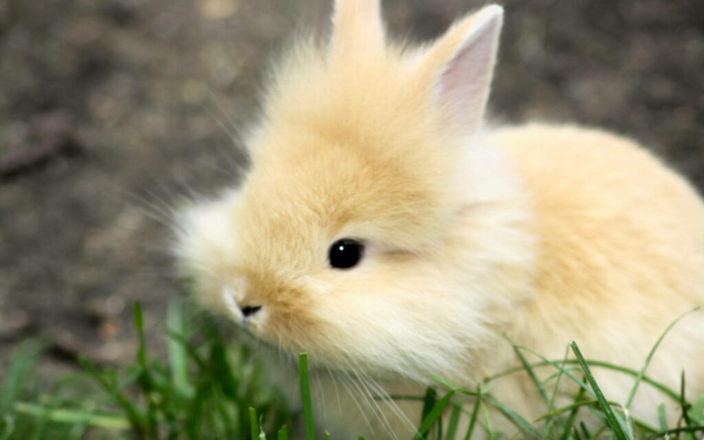 Whimsical Bunny Frolicking on a Green Meadow - Adorable Kawaii Wallpaper