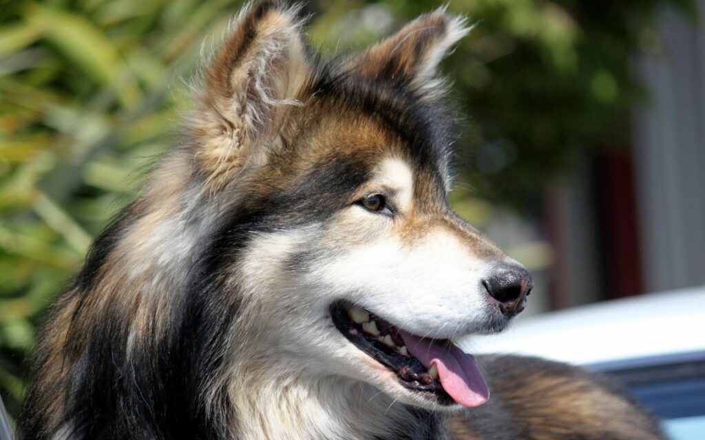 Furry Dog Close-Up Wallpaper: Expressive Profile in Nature