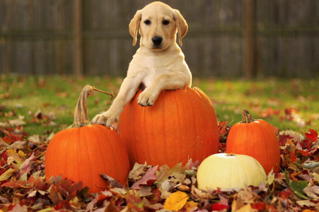 Furry Fall Fun: Adorable Halloween Labrador Puppy Poses by Pumpkin Patch Wallpaper