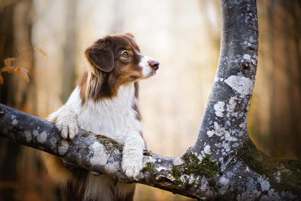 Adorable Pup Enjoying Nature's Playground: Playful Canine Climbing Up a Tree Branch Amidst a Radiant Forest Backdrop Wallpaper