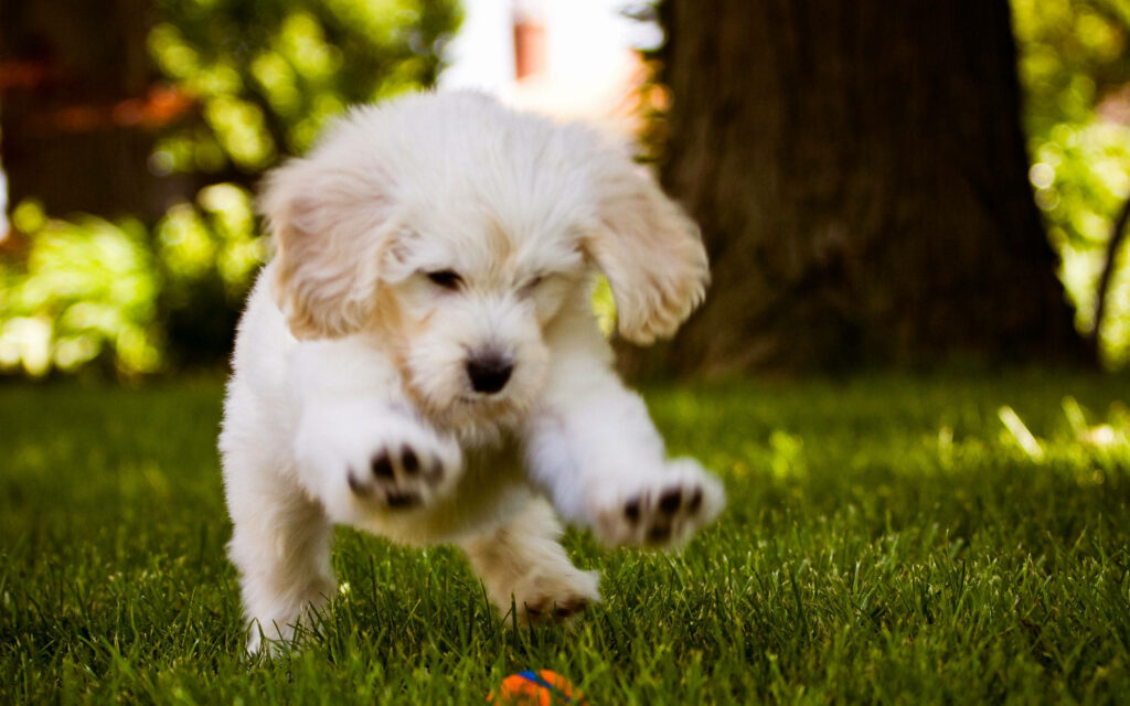 Zooming Pup: Adorable White Dog Dashes in Pursuit of Orange Toy amid Leafy Canopy Wallpaper