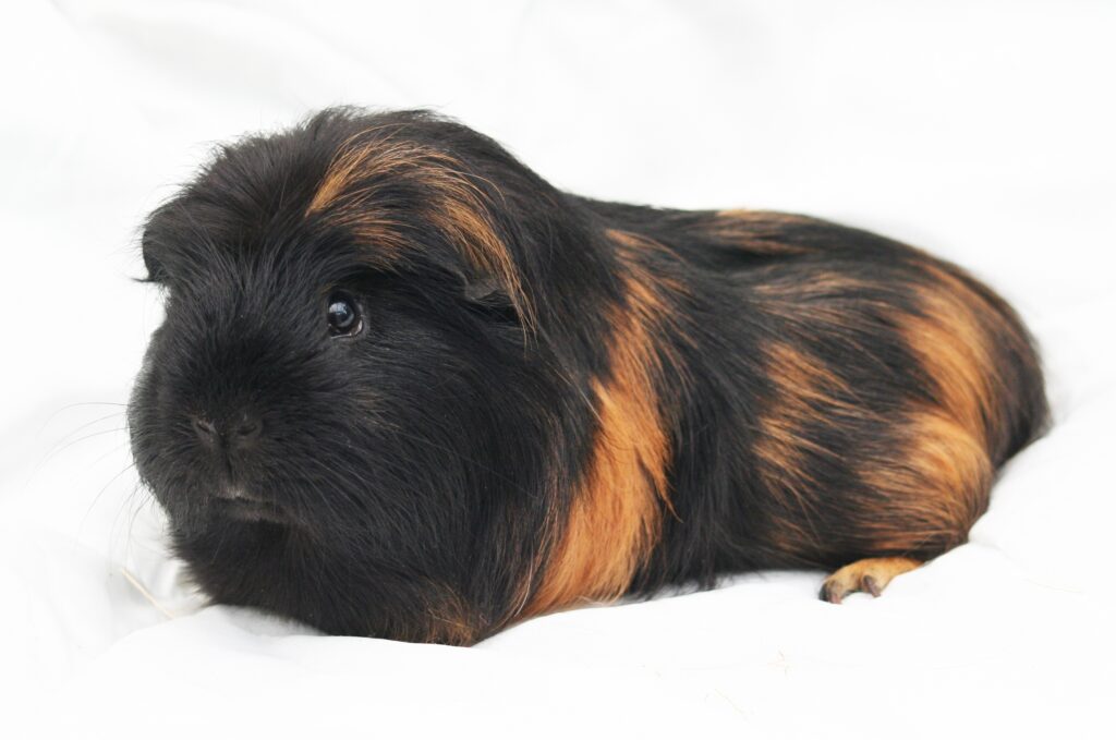 Furry Guinea Pig Close-Up: Striking Black & Orange Pattern Wallpaper