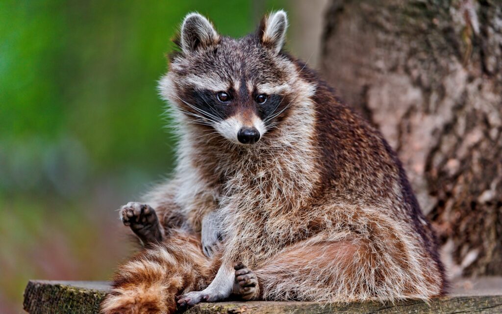 Serene Furry Raccoon on Wooden Platform - Nature Wallpaper